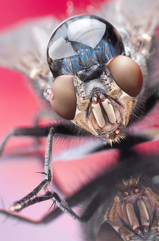 <a href=" http://theinspirationgrid.com/macro-life-photos-by-dmitriy-yoav-reinshtein/ " target="_blank">link</a>