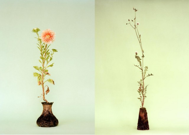 <a href=" http://www.junk-culture.com/2012/05/diana-scherer-nurture-studies.html " target="_blank">link</a>