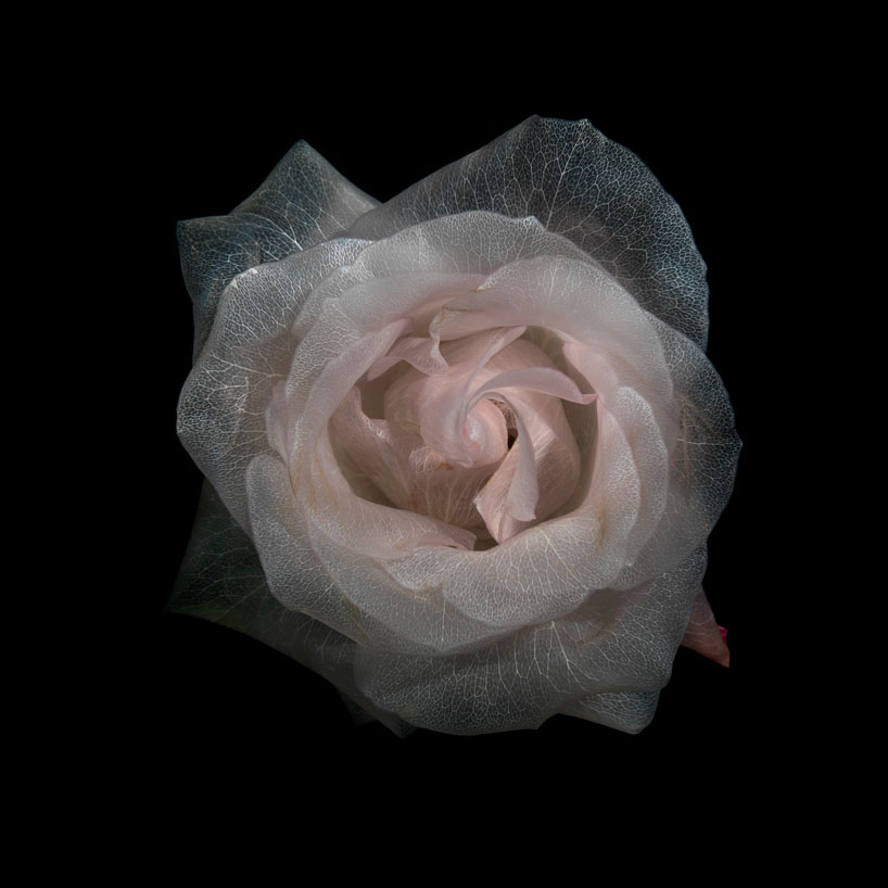 <a href=" http://www.designboom.com/art/transparent-roses-glass-by-alexander-james/ " target="_blank">link</a>