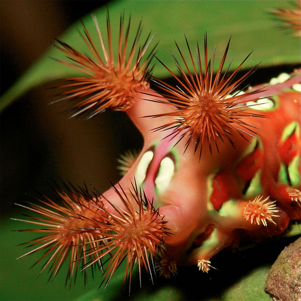 <a href=" http://www.notcot.com/archives/2013/01/sinobug-macrophotography-from.php " target="_blank">link</a>