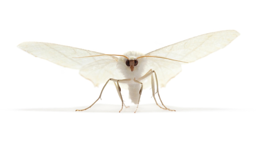 <a href=" http://alexhyde.photoshelter.com/gallery-image/Wildlife-on-White/G0000l.vA6W8I6X8/I0000YSTew.33v_U " target="_blank">link</a>