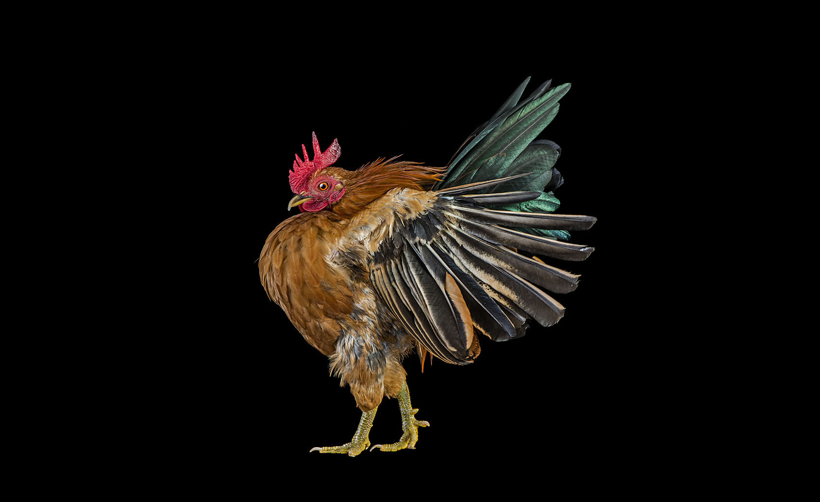<a href=" http://www.ernestgoh.com/cocks/ " target="_blank">link</a>