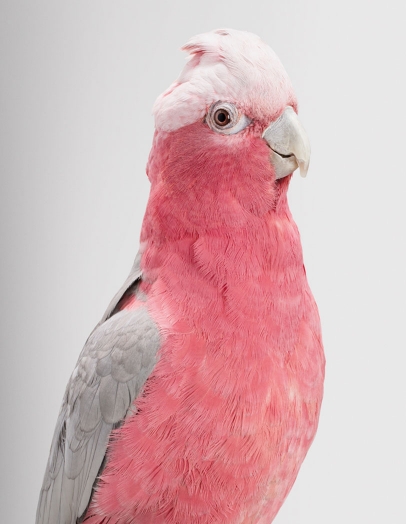 <a href=" http://leilajeffreys.com/series/wild-cockatoos/#work-6 " target="_blank">link</a>