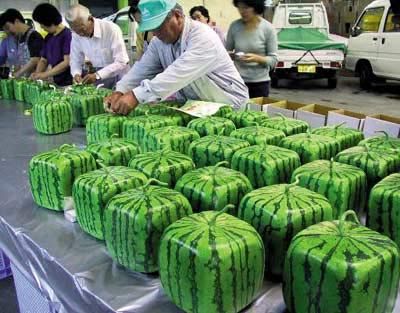 <a href=" http://www.aliexpress.com/item/5-Paks-20-Seeds-ack-Square-watermelon-NON-GMO-HEIRLOOM-RED-FOURSQUARE-WATERMELON-15KGS-FRUIT-PROFESSIONAL/1788988939.html " target="_blank">link</a>