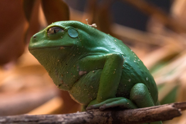 <a href=" http://www.notcot.com/archives/2012/01/creatures-of-the-cal-academy-o.php " target="_blank">link</a>