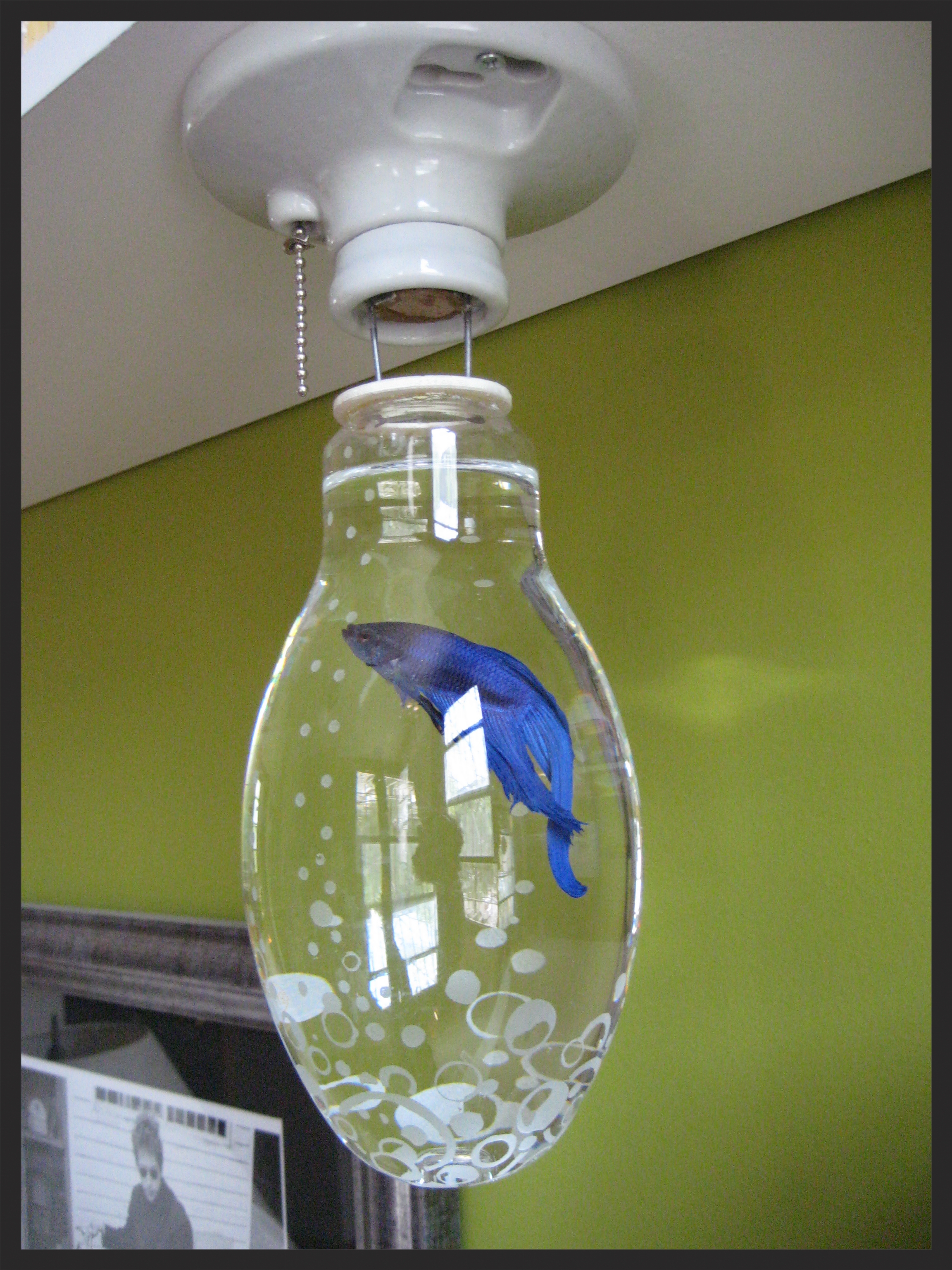 TESLA the Beta fish.