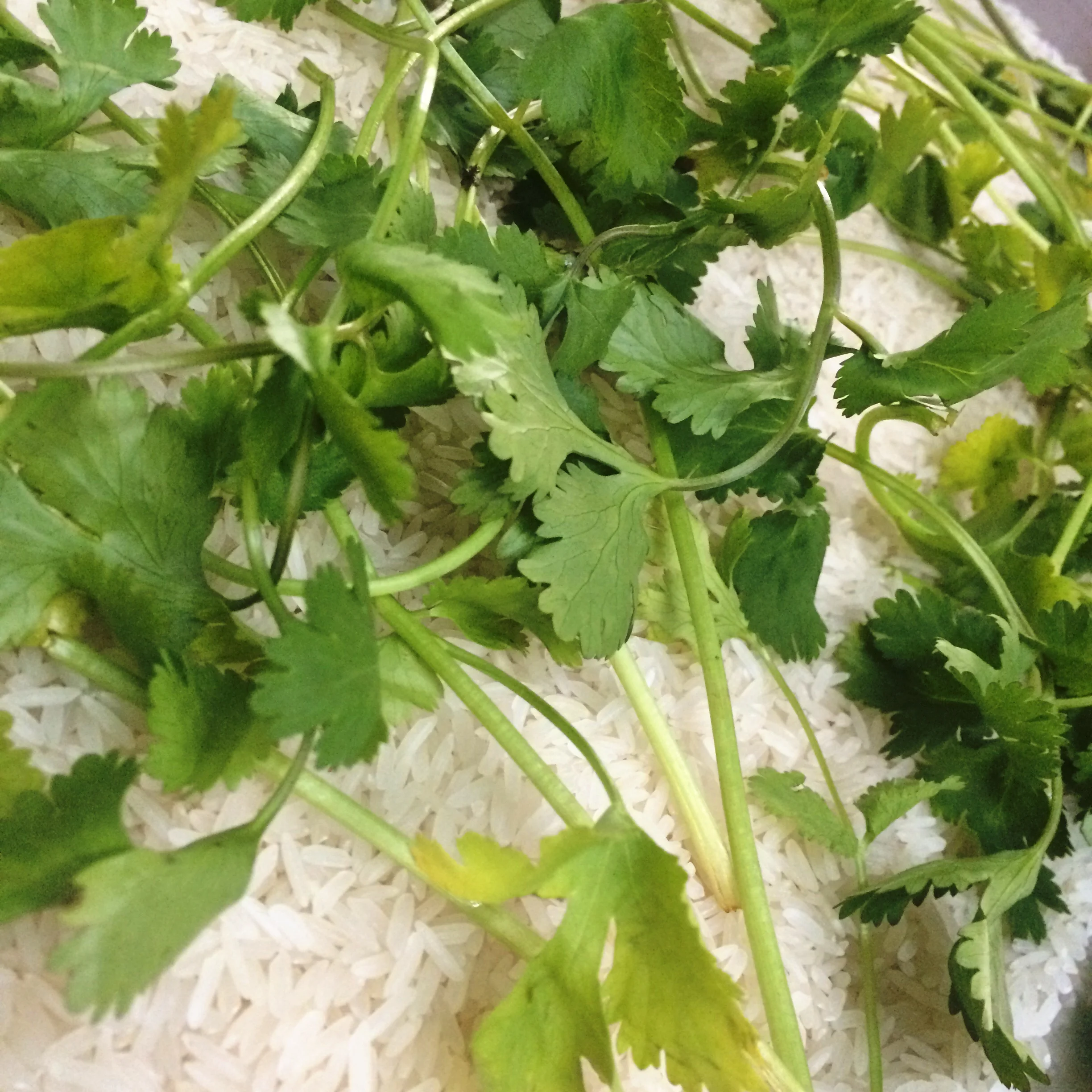 Our Jasmine rice, before simmering in coconut milk. 