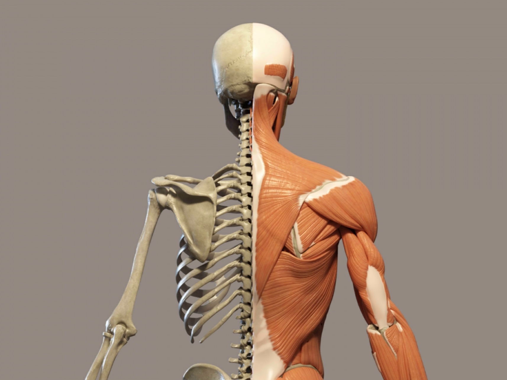 integrated anatomy dawn hayes.jpg