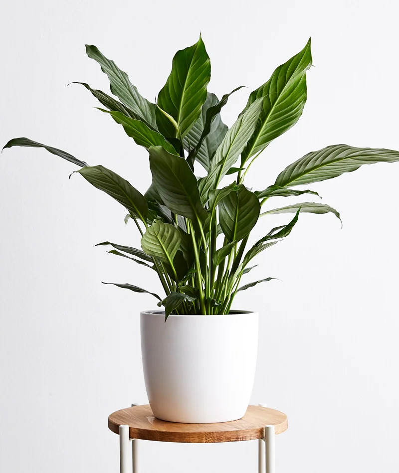 medium-peace-lily.jpg