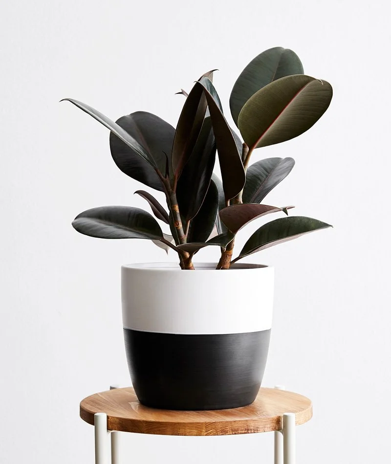 medium-rubber-tree.jpg