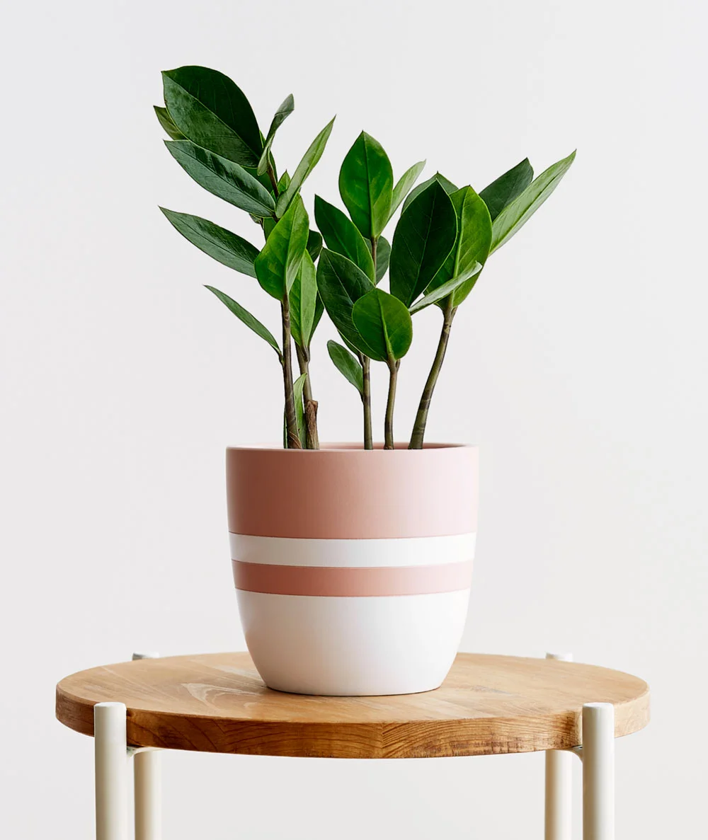 small-zz-plant.jpg