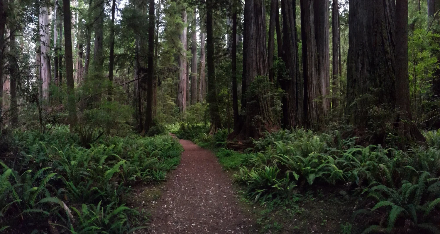The Cabin In The Woods Landscape Architecture Portfolio