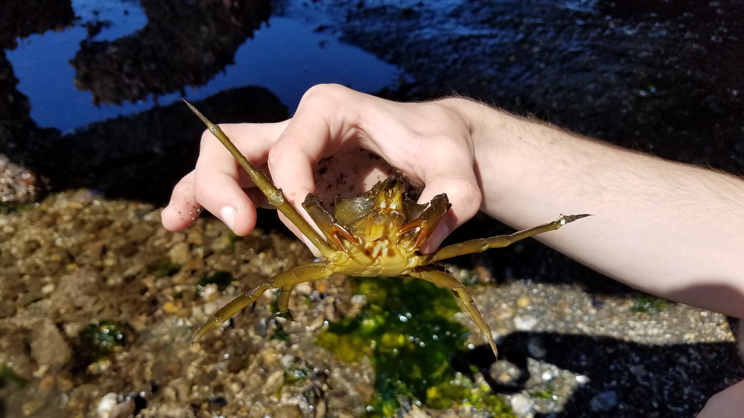  Inconveniencing a kelp crab during a forage fish collection foray at Dupont Wharf. 