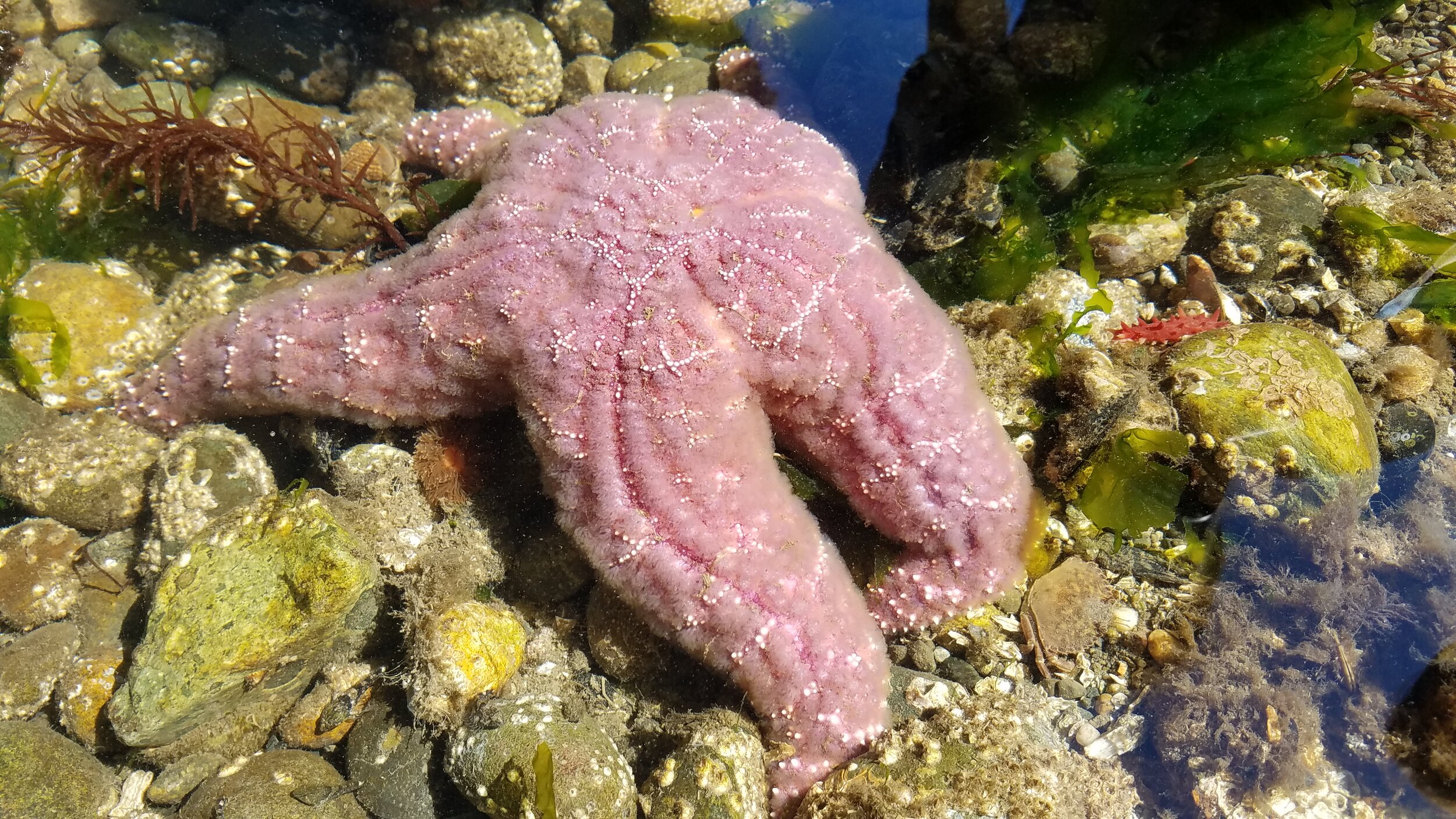  Ocre sea star, observed during a field visit. 