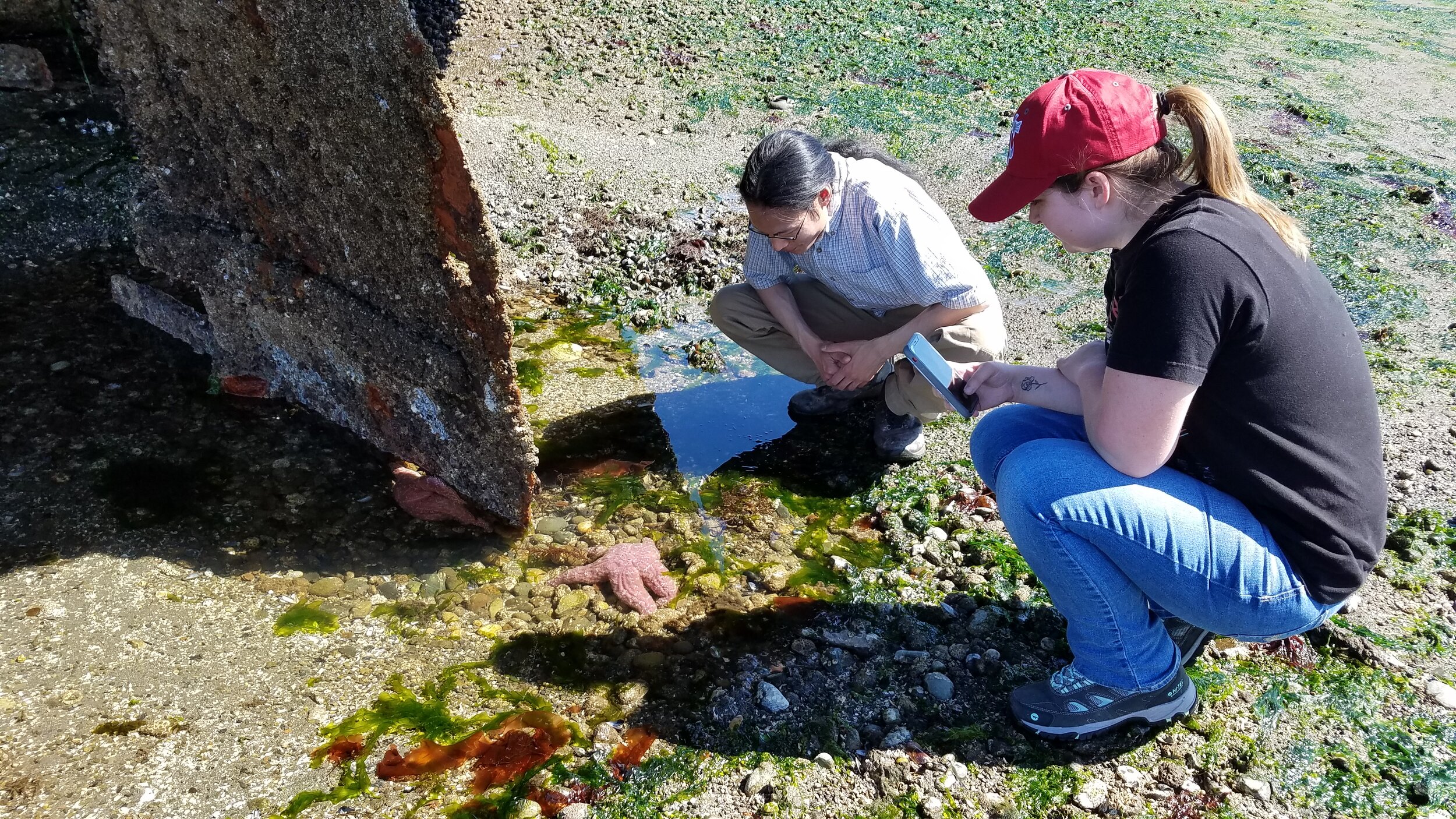  Inspecting a tide pool during a forage fish collection foray at Dupont Wharf. 