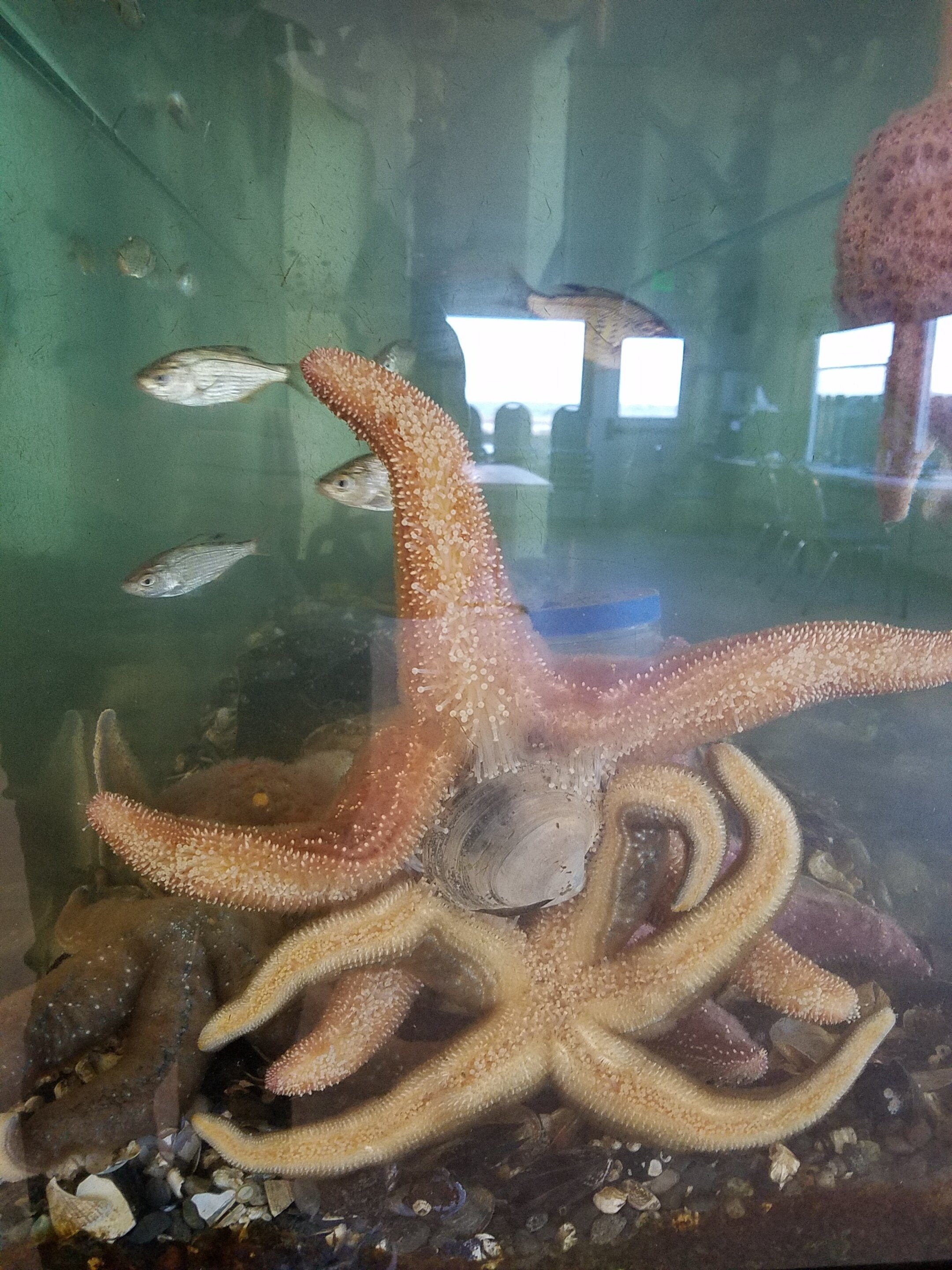  Pink sea stars in an observation tank at the Nisqually Reach Nature Center. 