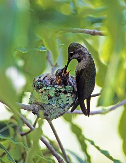 annas_hummingbird_nest_2.jpg