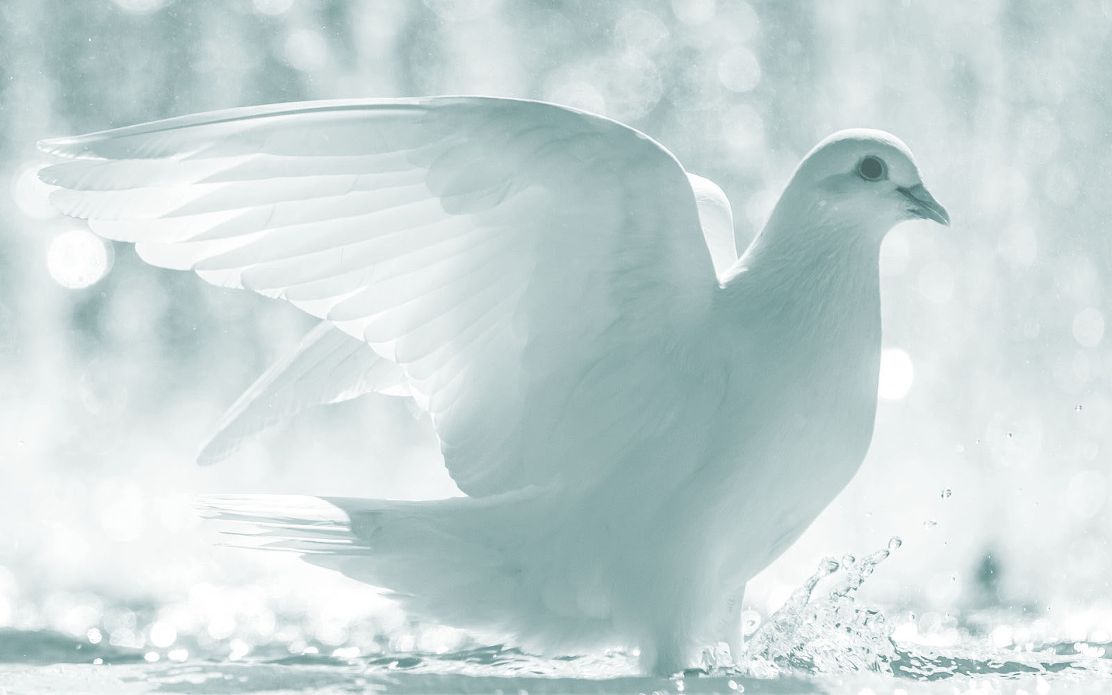 Белая птица новое чудо сюжет. Горлица белая птица. Белый голубь. Красивые белые птицы. Красивые голуби.