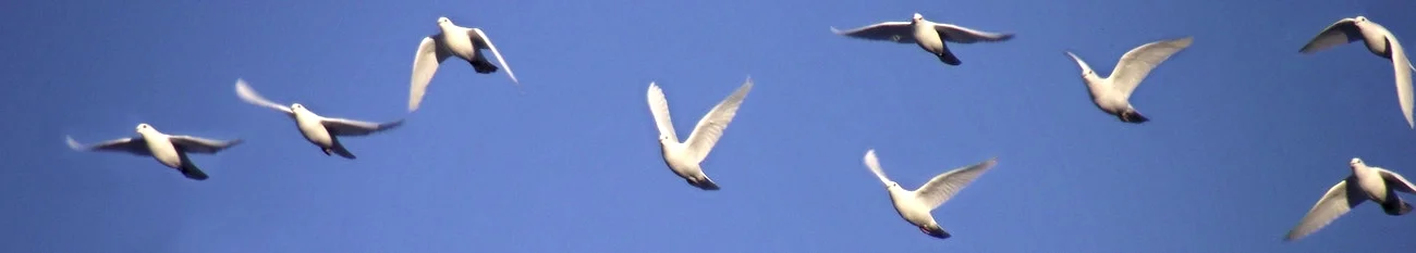 Dove top border.jpg