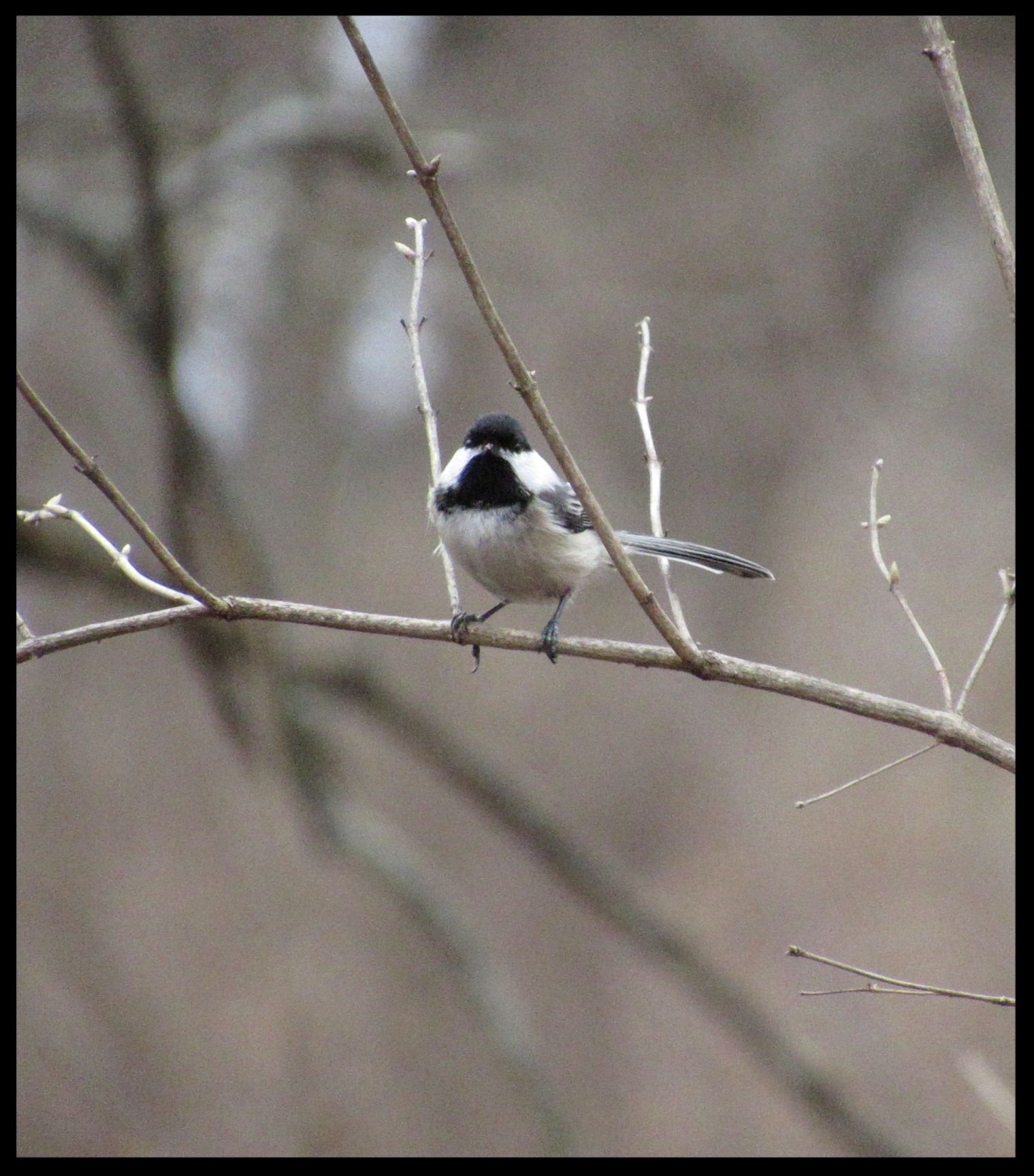 Black-capped chickadee, Burnidge Forest Preserce, Elgin, IL.