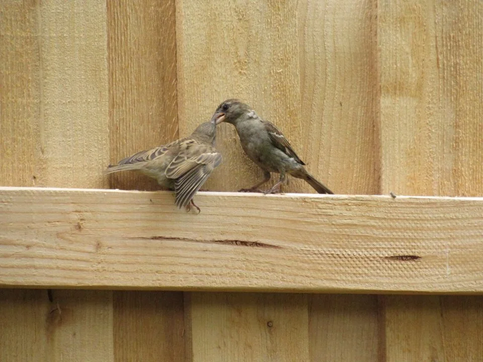 House Sparrows.jpg