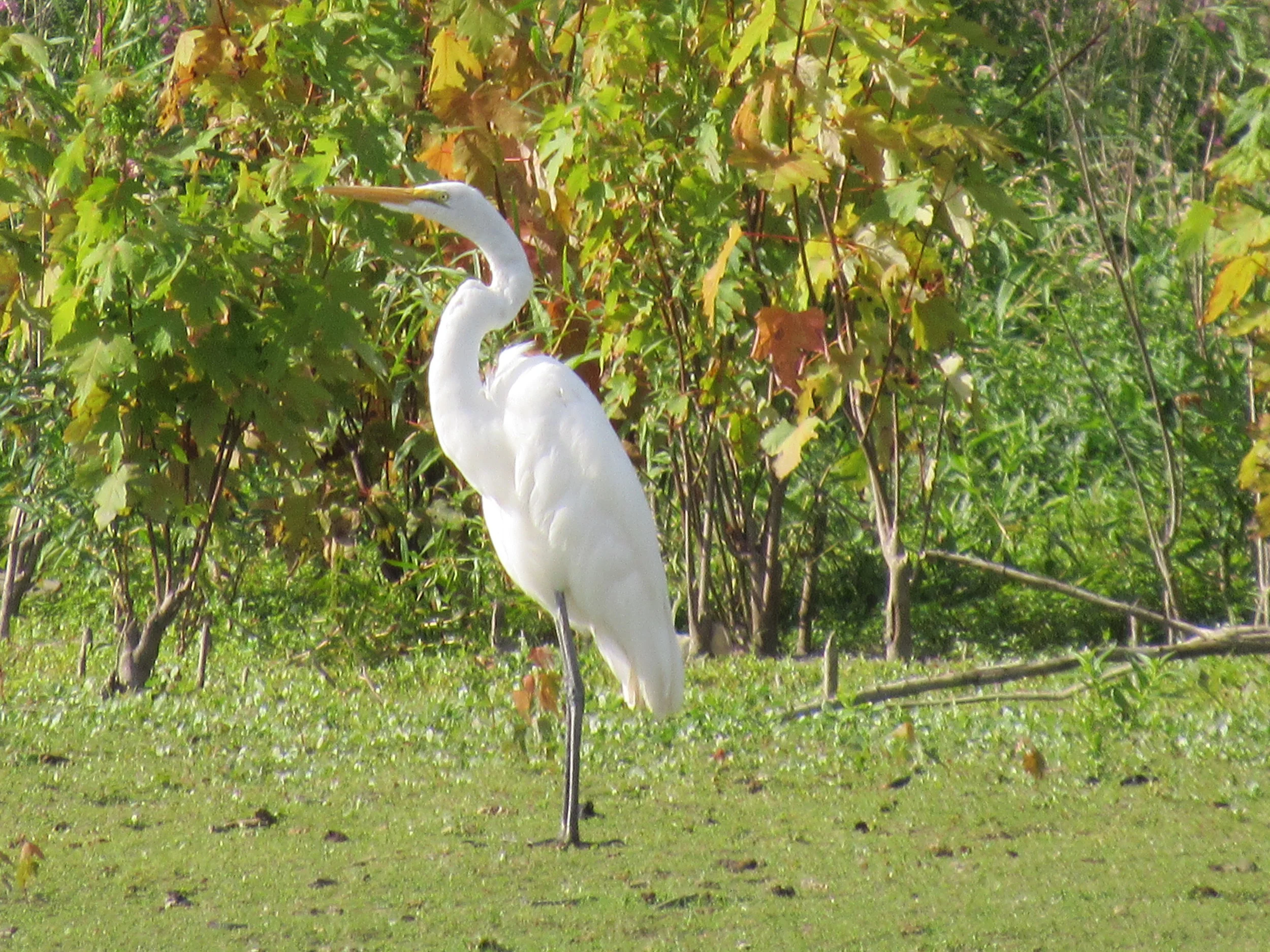 Great Egret, Chain O' Lakes State Park, Fox River.