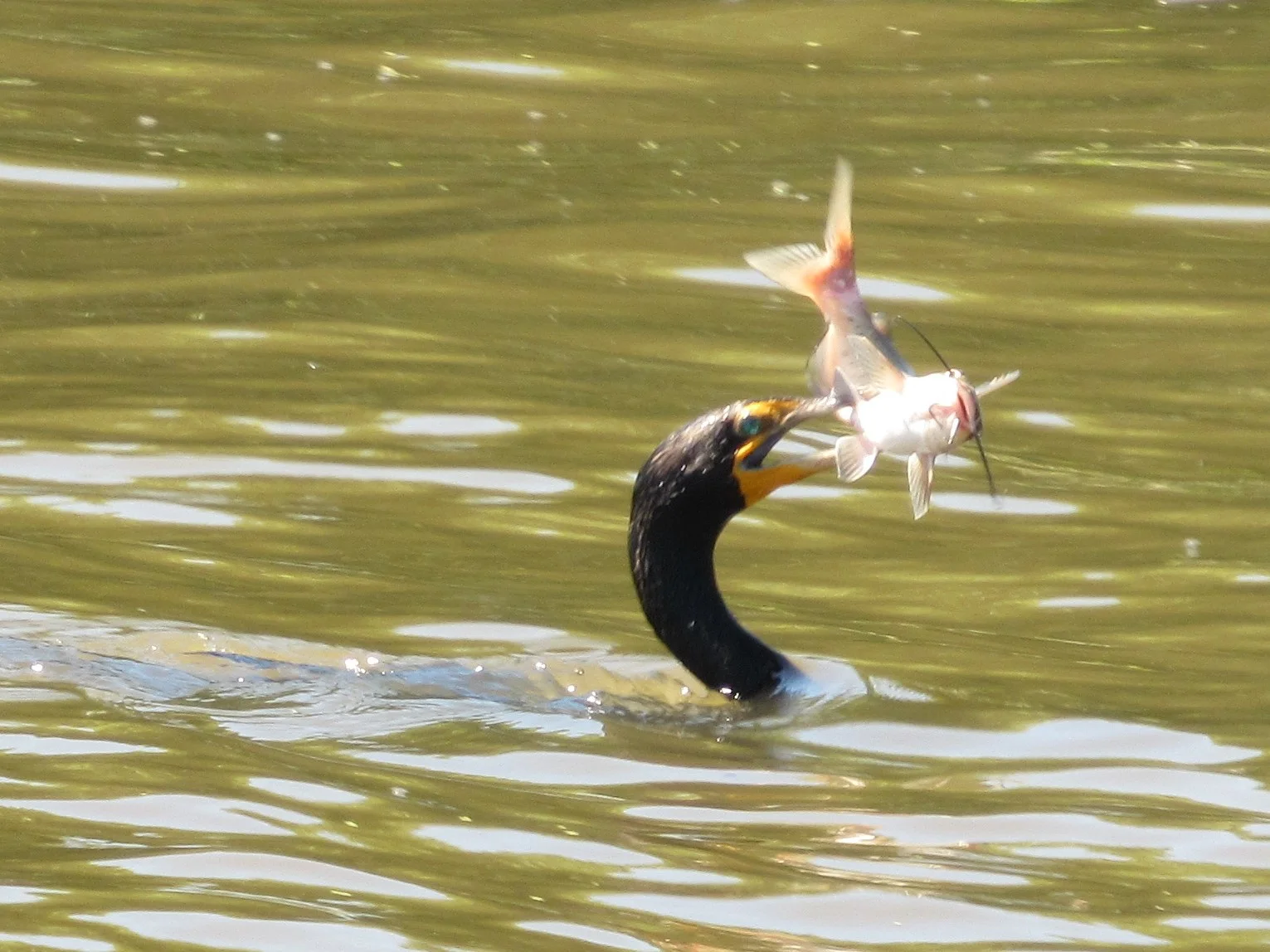 A Double-Crested Cormorant at Fox River Forest Preserve.