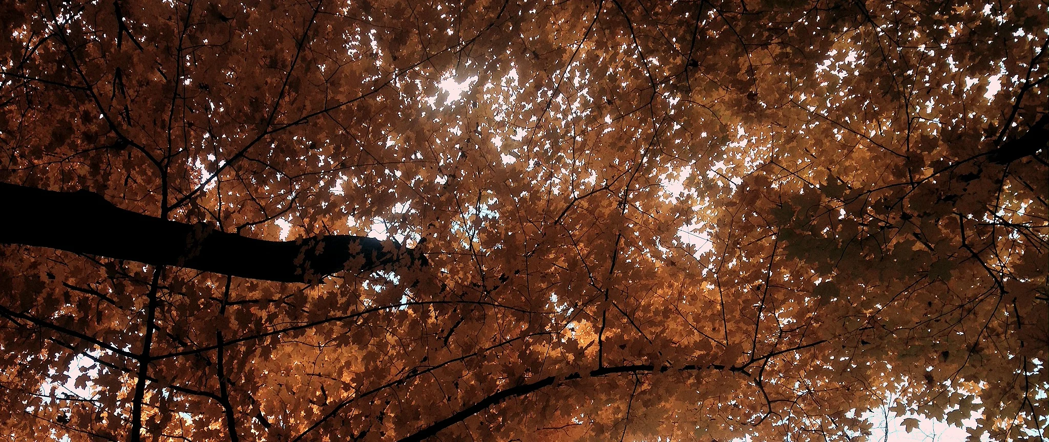 Reduce Your Carbon Footprint Practically