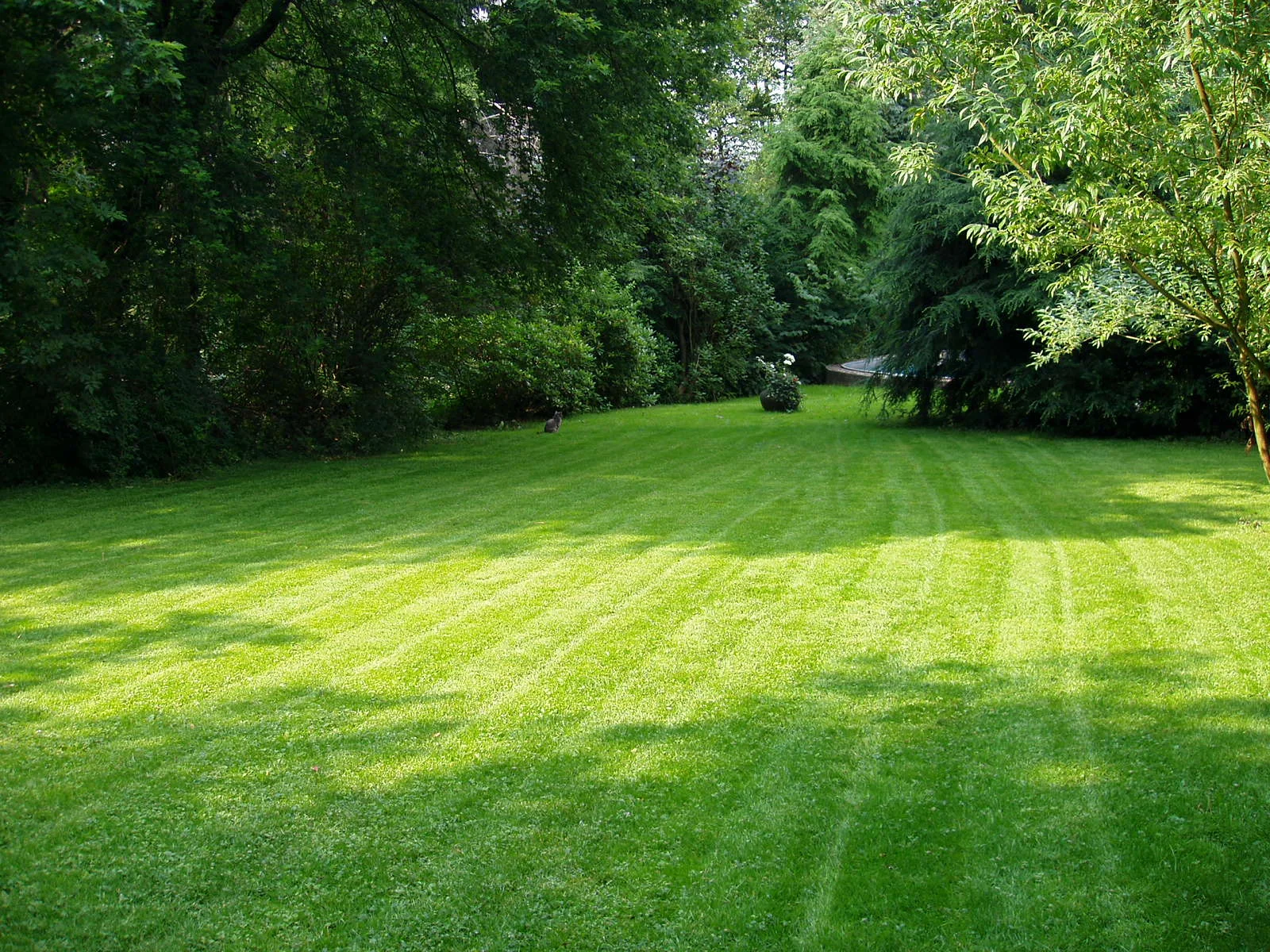 The Carbon Footprint of a Lawn