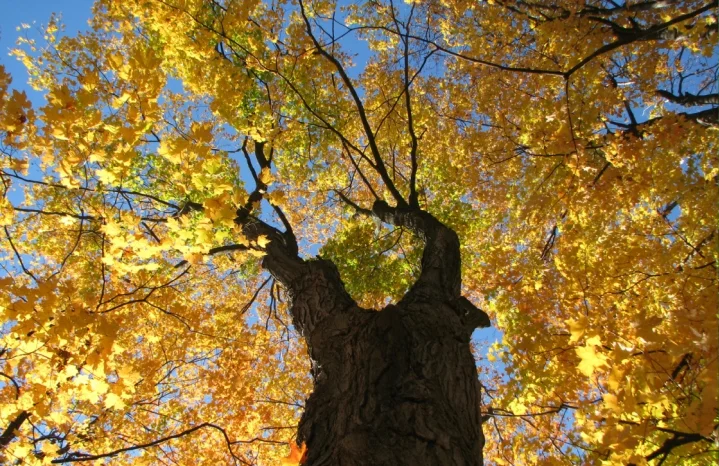 Maple tree photo: Laurel L Russwurm via Flickr
