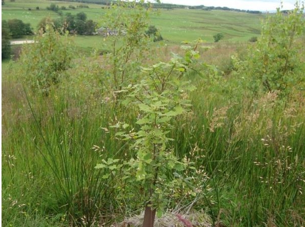 MUD Jeans Project: Topps Reforestation