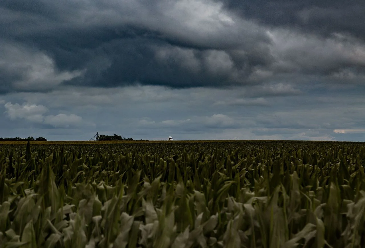 Farm_Field,_Fairfax,_Minnesota_(28289880431).jpg