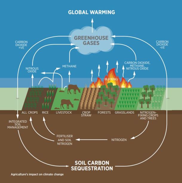 What is carbon sequestration?