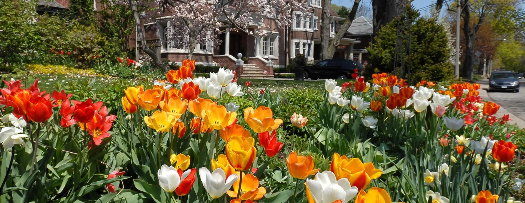 spring in edina v2 .jpg