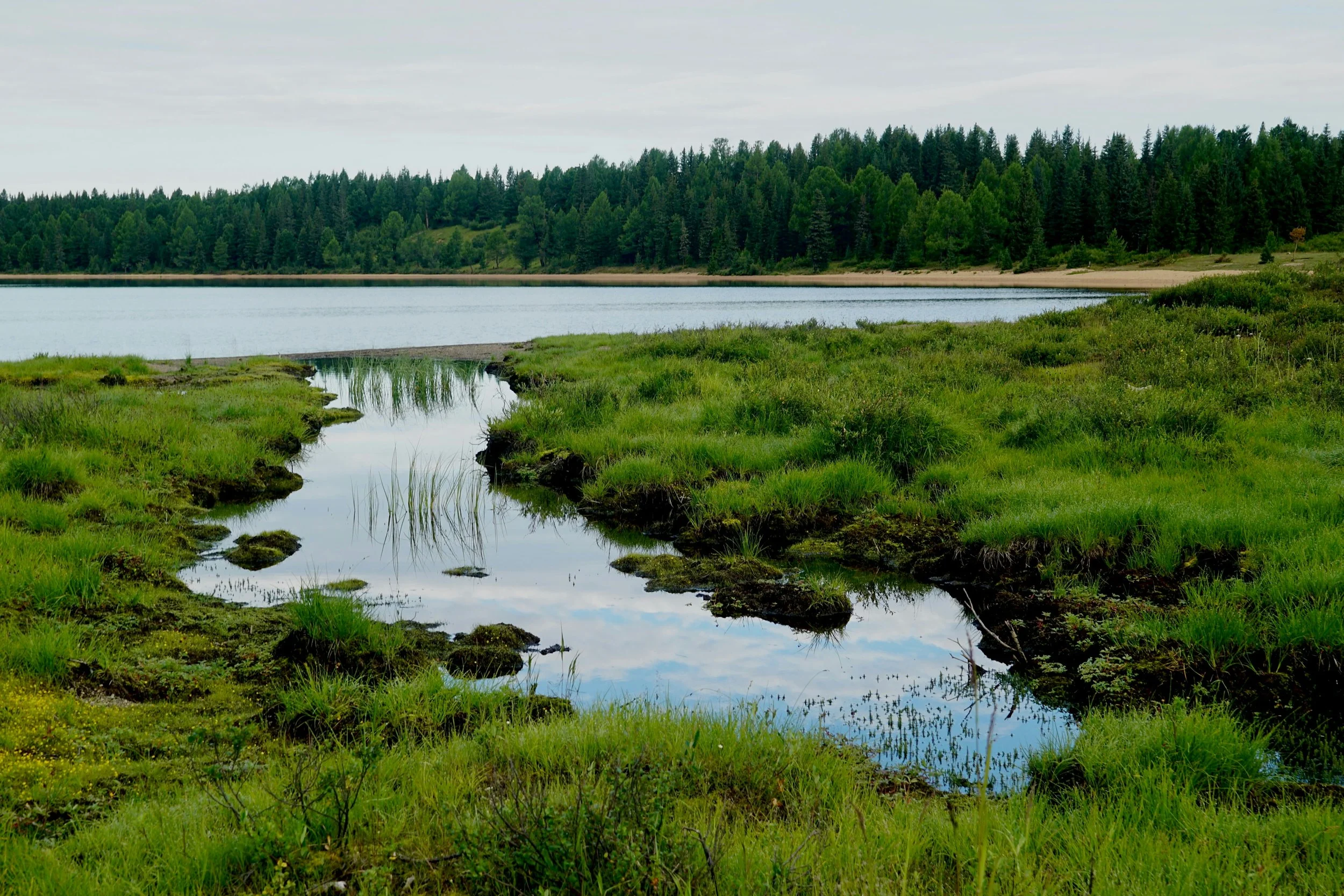 Carbon Capture Series: Biological Carbon Capture Is Really Land Stewardship