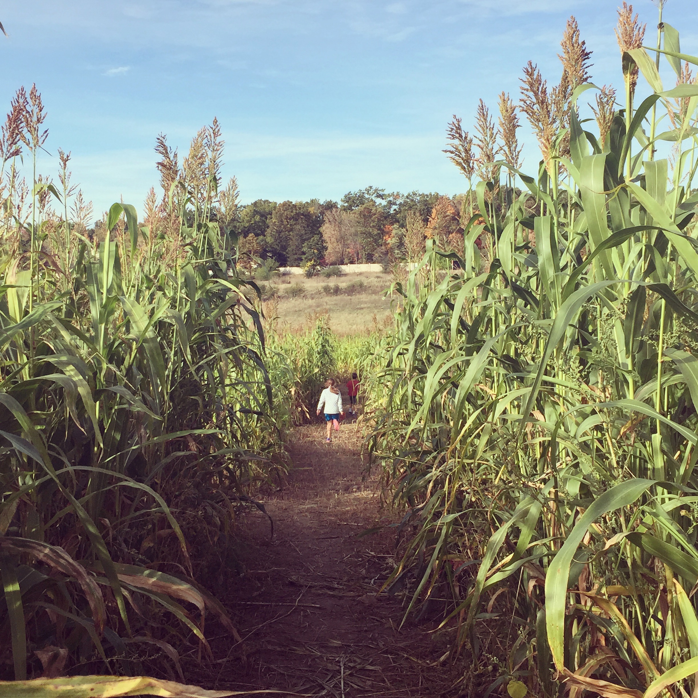 Running through the corn maze.