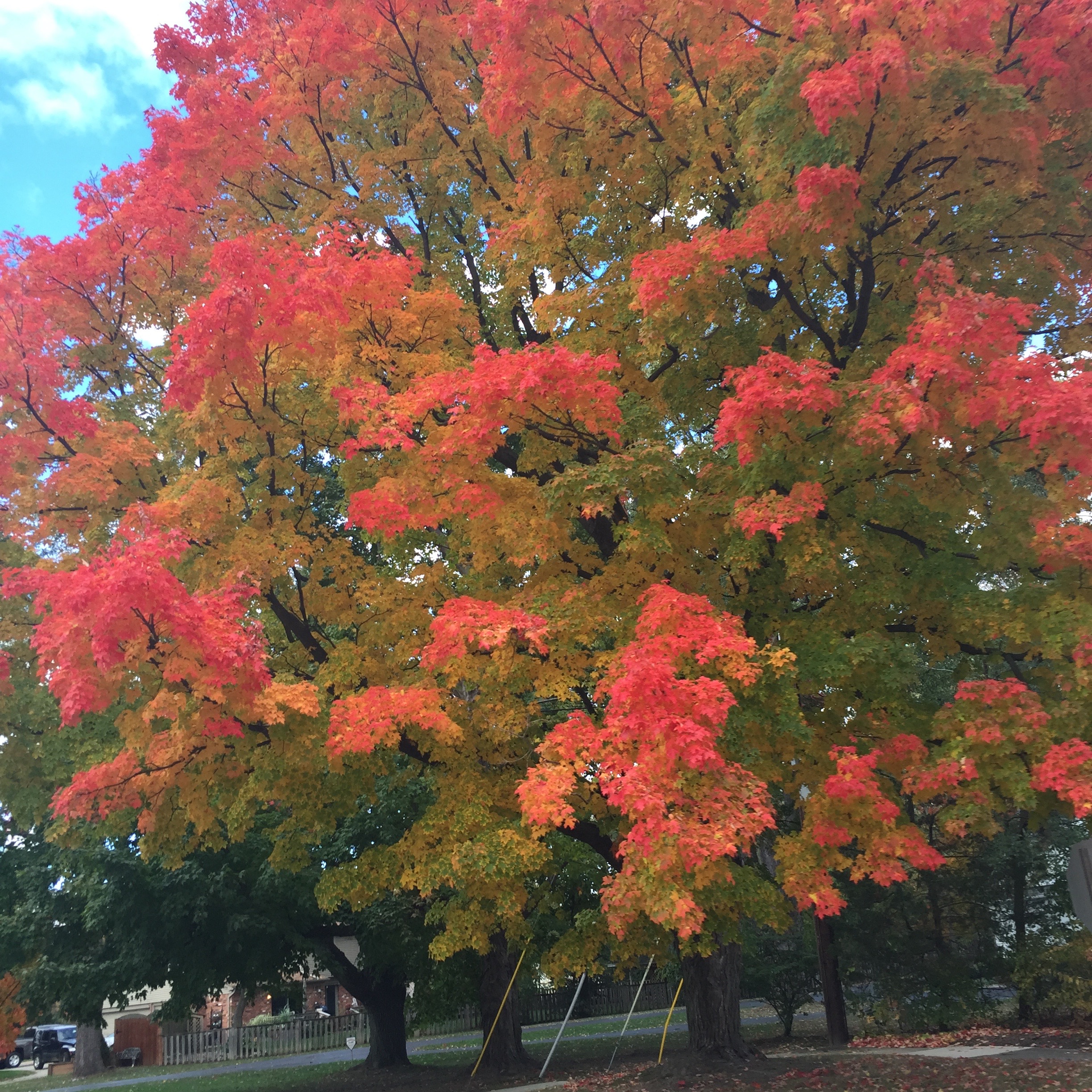 Our favorite tree, right about at its peak (although it continues to surprise us with new colors everyday).