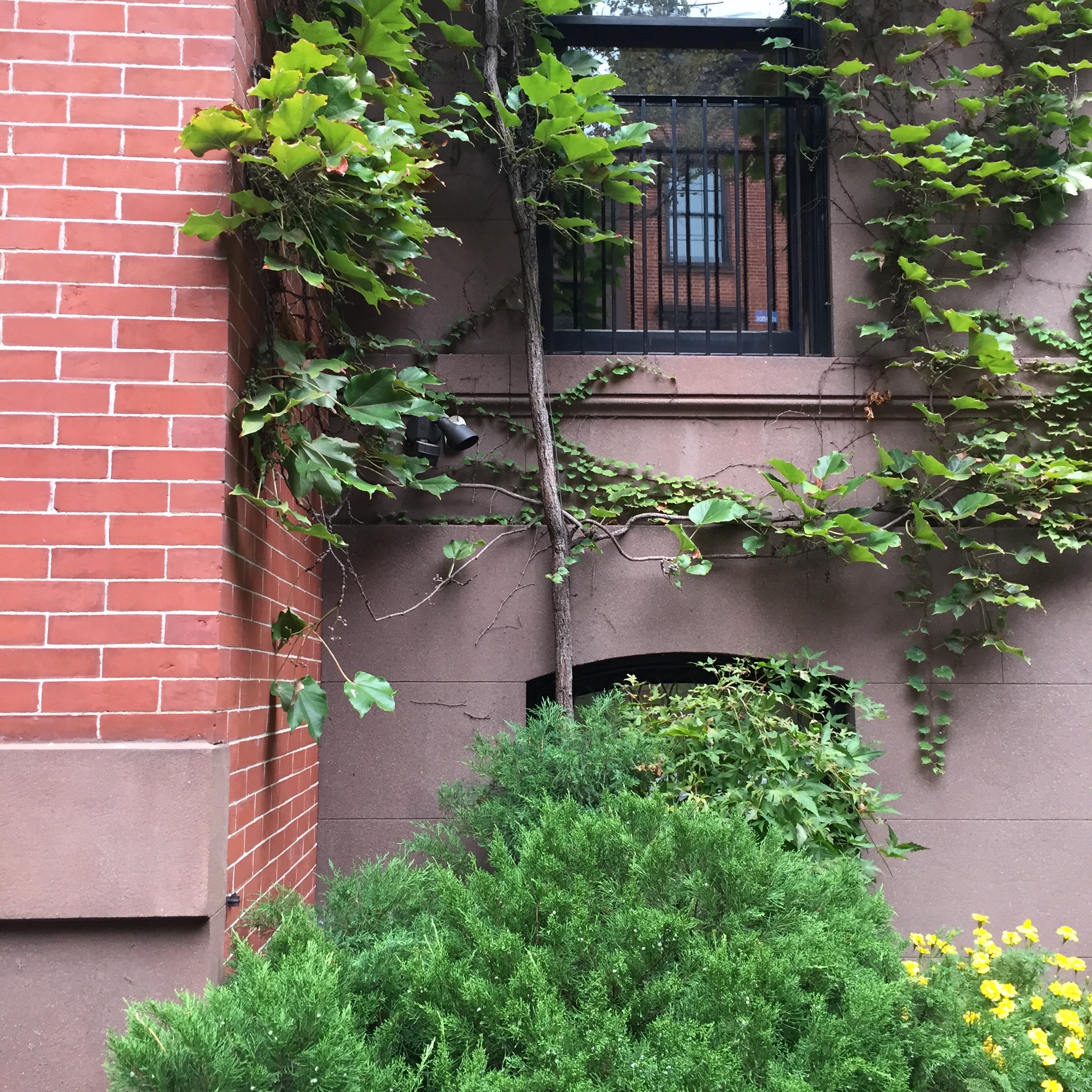 Photo taken in early Oct, New York, Upper East Side.
