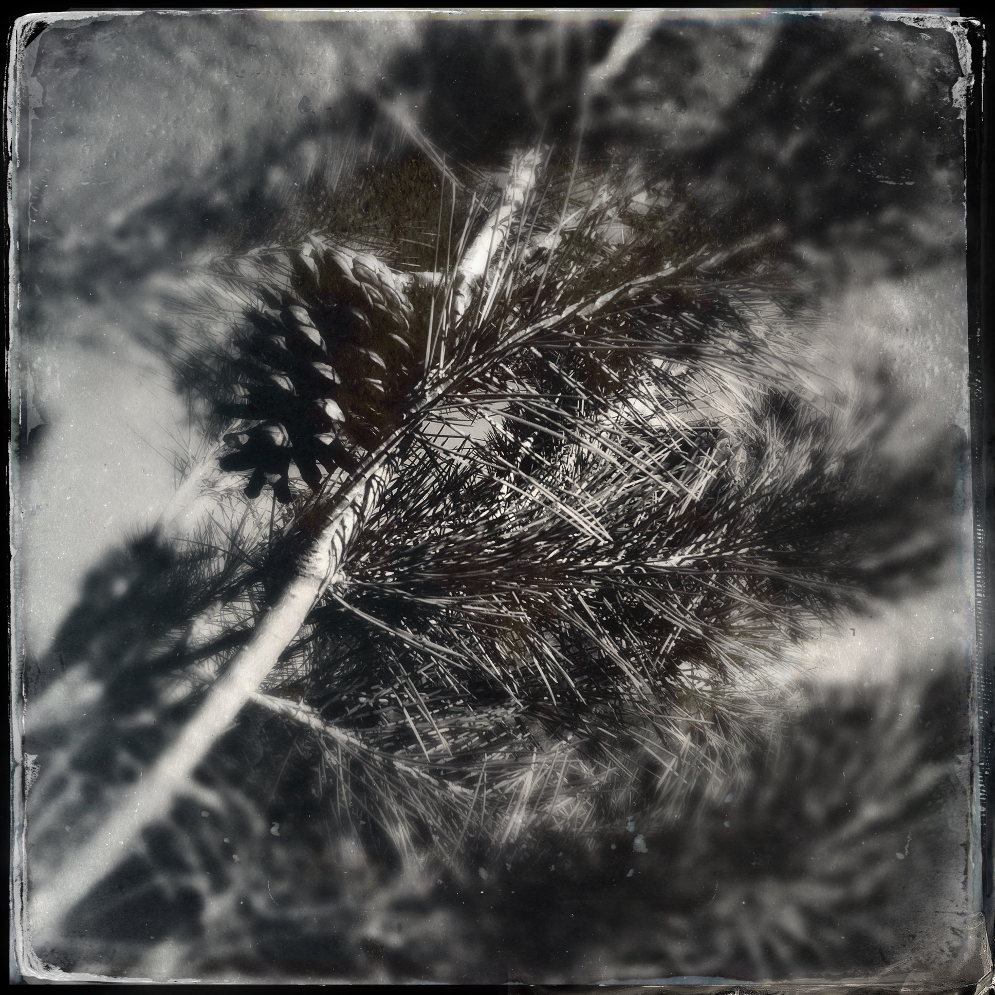 Image of Pine tree branch