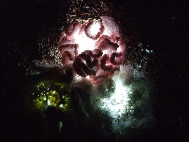 Esther Konnings-Oakes