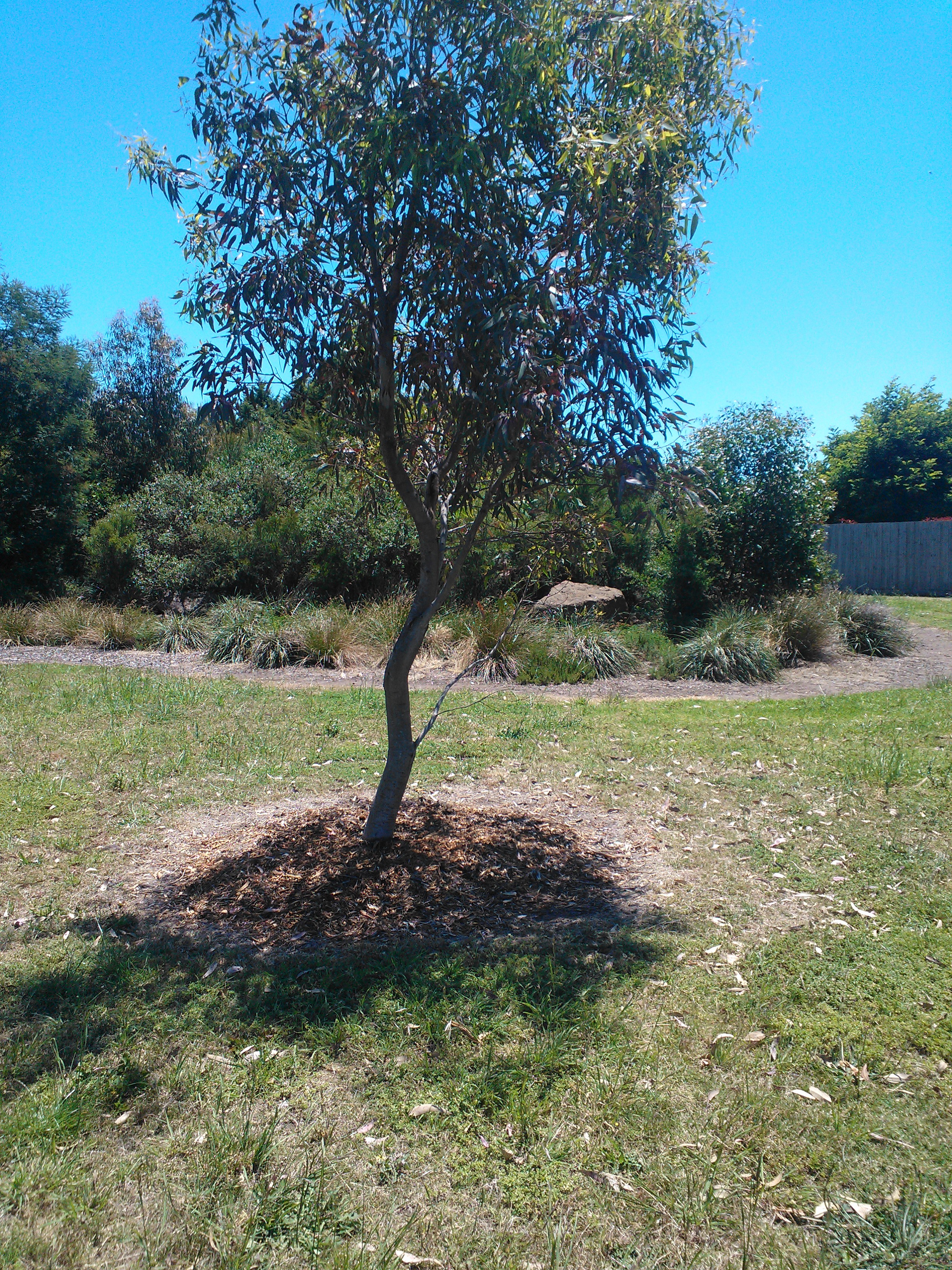 One of the plantings at Christies Road  Photo by Matt Crawley&nbsp;