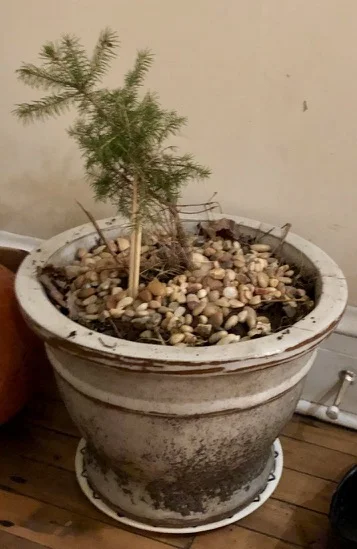 Cabin Christmas Tree