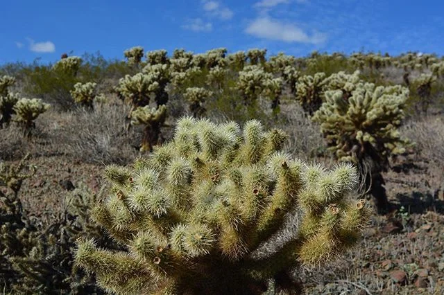 Yesterday&rsquo;s hike. Teddy bear cholla everywhere. #Phoenix #arizona #cactus #chollacactus #teddybearcholla #cholla #phoenixsonoranpreserve #desert #hiking #weekend #fall #explore #nature