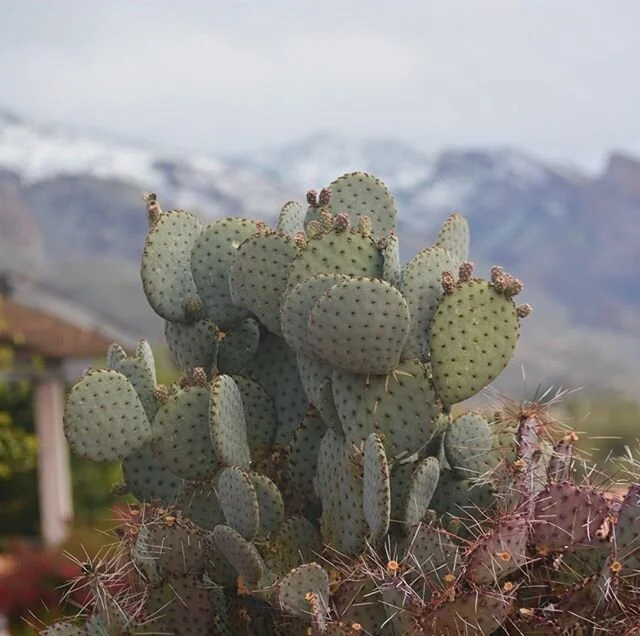 Weekend in Tucson. #snowymountains #cactus #arizona #tucson #pricklypear #explore #weekend #desert #nature #winter #adventure
