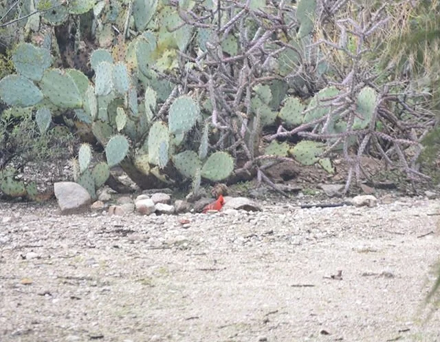 Spotted in the desert #cardinal #cactus #arizona #tucson #pricklypear #explore #weekend #adventure