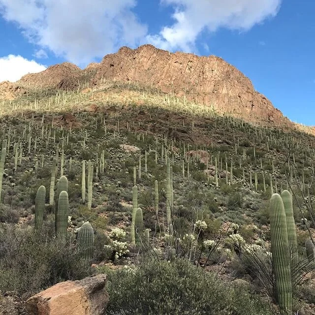 Saguaros as far as you can see. #tucson #arizona #cactus #saguaro #tucsonmountainpark #mountains #nature #explore #weekend