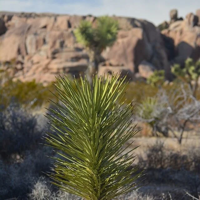 #joshuatreenationalpark #joshuatree #explore #nature #longweekend #california