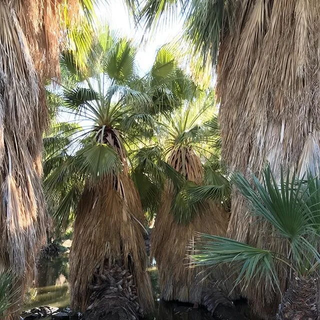 #palms #oasis #joshuatree #29palmsinn #twentyninepalms #explore #california #adventure #longweekend