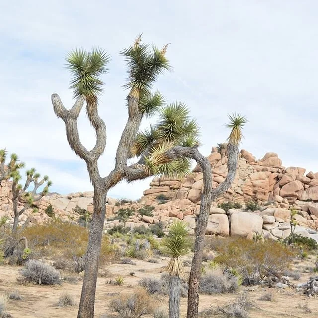 #joshuatree #nationalparks #joshuatreenationalpark #explore #adventure #longweekend #nature #tree #weekend #tree #bluesky
