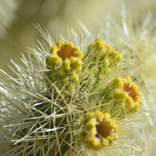 #joshuatreenationalpark #cholla #cactus #silvercholla #explore #adventure #longweekend #joshuatree #california #nature